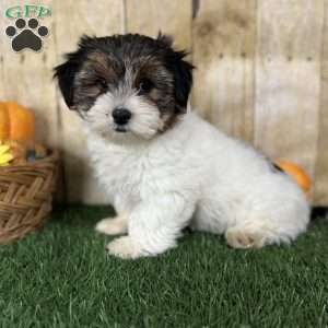 Carson, Biewer Terrier Puppy